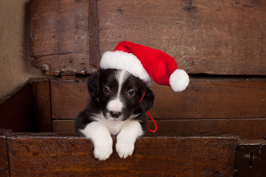 ボーダーコリーの子犬、犬、子犬、赤、ボーダーコリー、かわいい、ケイン、帽子、サンタ、足 高画質の壁紙