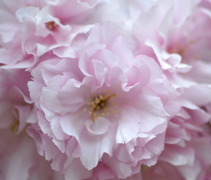 Cherry blossom, pink, april, flower, spring, blossom HD wallpaper