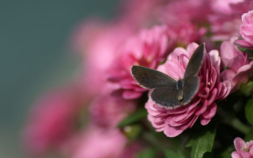 Flower, Macro, Petals, Butterfly, Wings HD wallpaper
