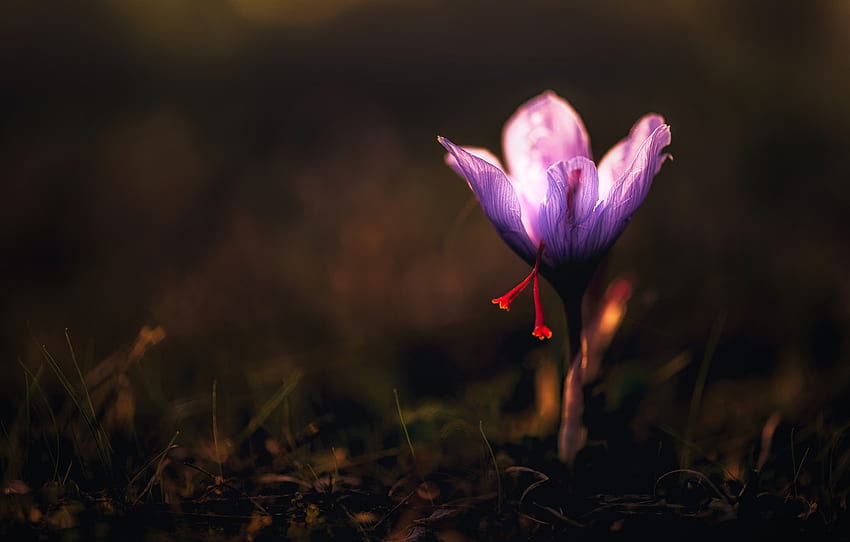 fiore, lo scuro, lilla, primavera, Krokus per , sezione цветы Sfondo HD