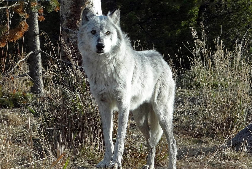 Yosemite Wolf, national park, wolves, wildlife, predator, forest HD wallpaper