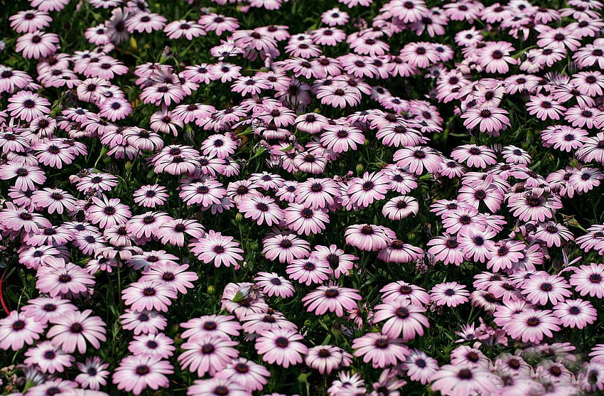 Blumen, Grüns, Blumenbeet, Blumenbeet, Dimorfoteka, Dimorphothek HD-Hintergrundbild