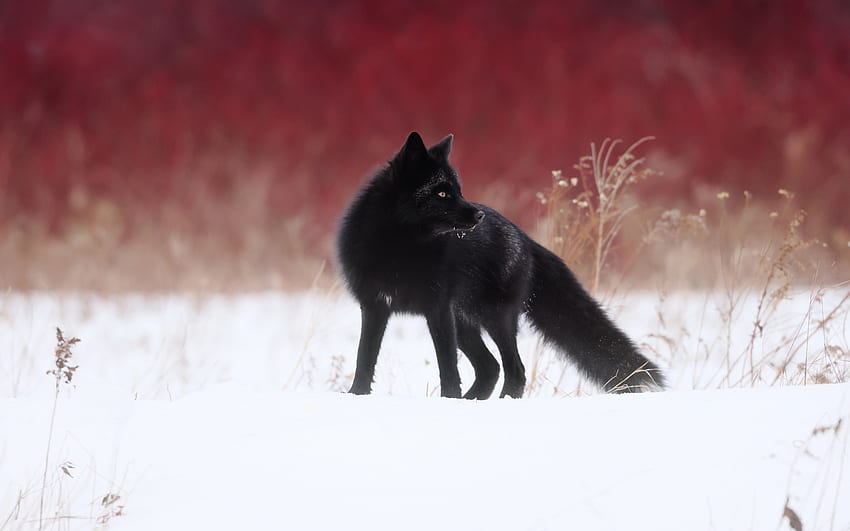 raposa, preto, iarna, animal, inverno, vulpe papel de parede HD
