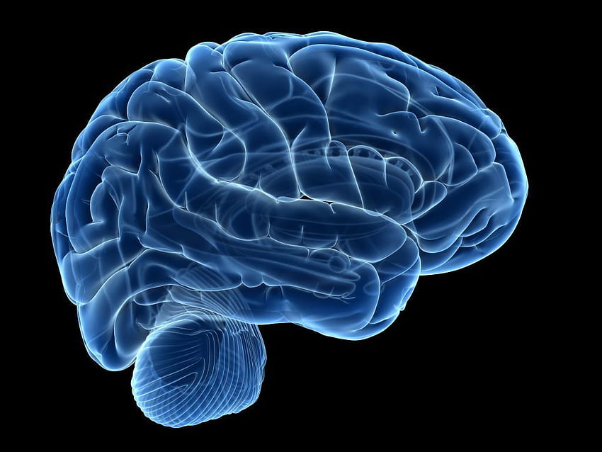 Cerebro humano 36893, cerebro azul fondo de pantalla