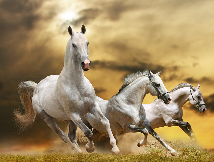 horse, race, dom, grass, dust, sky background HD wallpaper