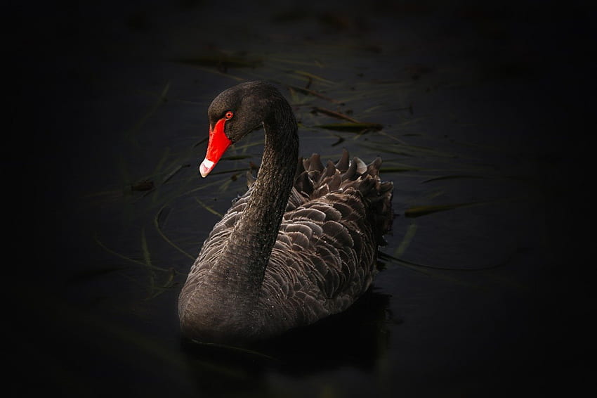 Black Swan!, swan, nature, black, bird HD wallpaper