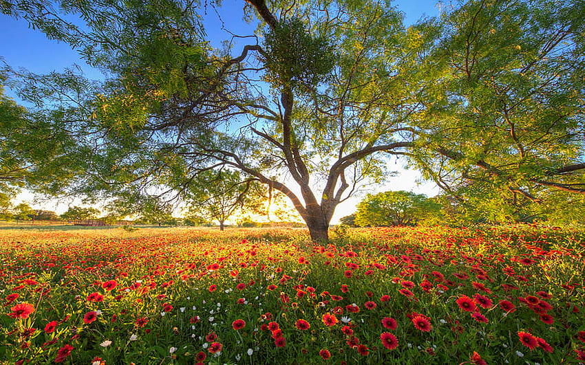 Texas Wildflower ตอนเย็นใน Hill Country, ฤดูใบไม้ผลิ, ดอกไม้, ต้นไม้, ภูมิทัศน์, สีสัน, สหรัฐอเมริกา วอลล์เปเปอร์ HD