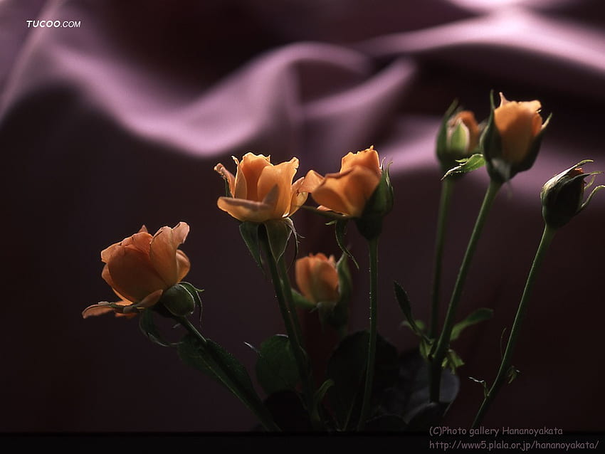 Hermosas rosas para Tamara, , arte, ramo, rosas, hermoso, naranja, lila fondo de pantalla