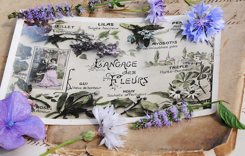 çiçekler, stil, eski, mürekkep, bağbozumu, kartpostal, ortanca, mektuplar, bahar için, bölüm цветы, Eski Kartpostal HD duvar kağıdı