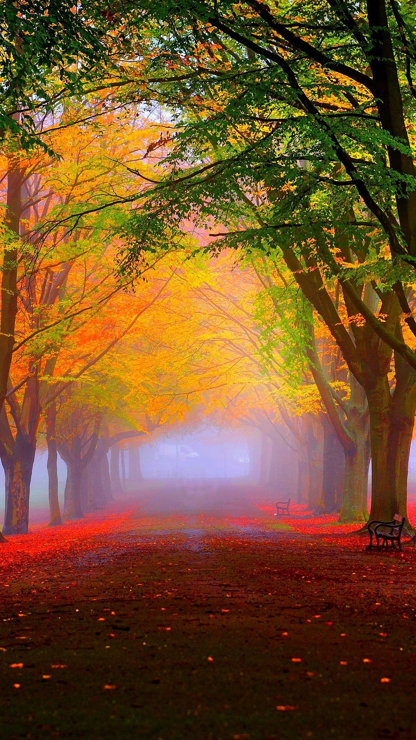 Park Fall Fog Foliage Trees Colorful - [] HD phone wallpaper | Pxfuel