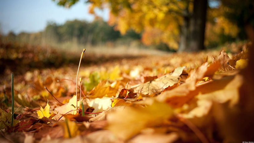Jesienne liście, grafika, upadek, liście, abstrakt, jesień, natura, liść, makro Tapeta HD