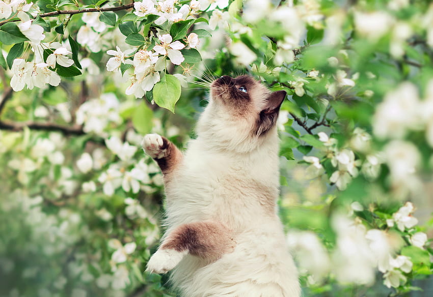 perfume de primavera, pisica, blanco, flor, verde, gato, primavera, florecer fondo de pantalla