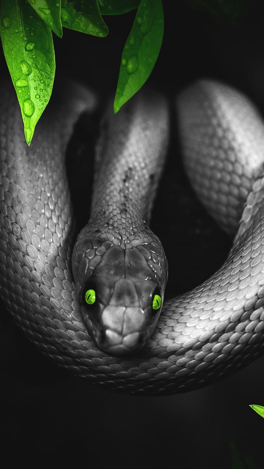 Serpiente, reptil, oscuro, ojos verdes, selva, animales, serpiente negra y roja fondo de pantalla del teléfono
