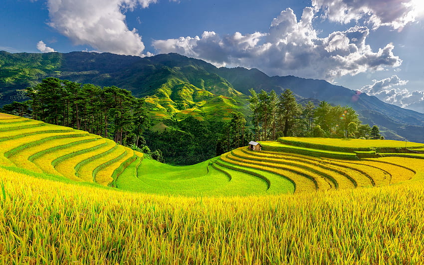 田んぼ、夕方、日没、緑の野原、米、山の風景、米の栽培方法、中国 高画質の壁紙