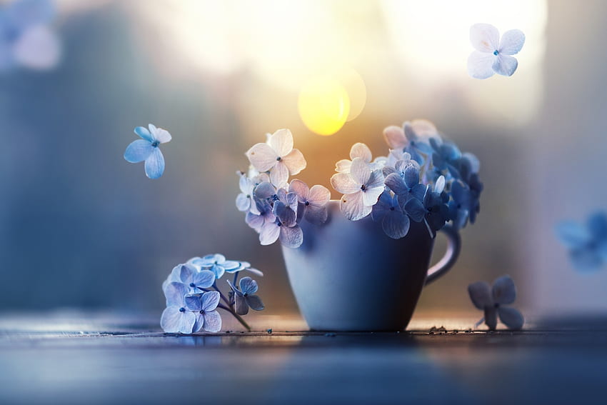 Schöne Blumen, Wind, Tasse, Blumen, Blütenblätter HD-Hintergrundbild