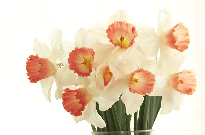 Flowers, Narcissussi, Bouquet, Spring, White Background HD wallpaper