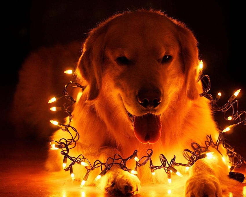 Christmas Dog Light, New Year Dog HD wallpaper