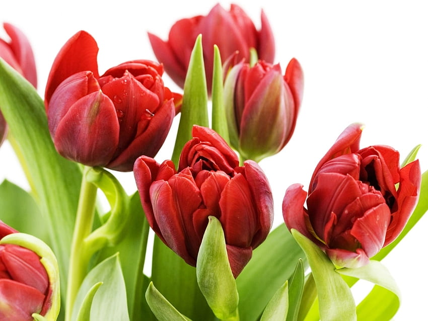 Plantas, Flores, Tulipanes fondo de pantalla