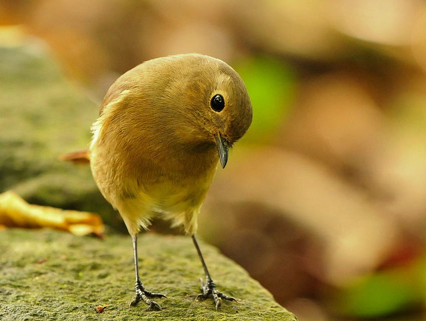 Cute little Bird, cute, nature, birds, animals HD wallpaper