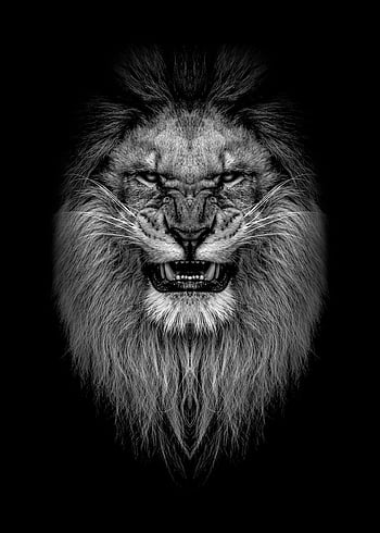 Angry lion face HD wallpapers | Pxfuel