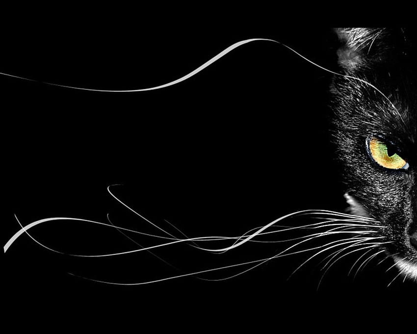 Черна котка високо качество. Черна котка, страшна котка HD тапет