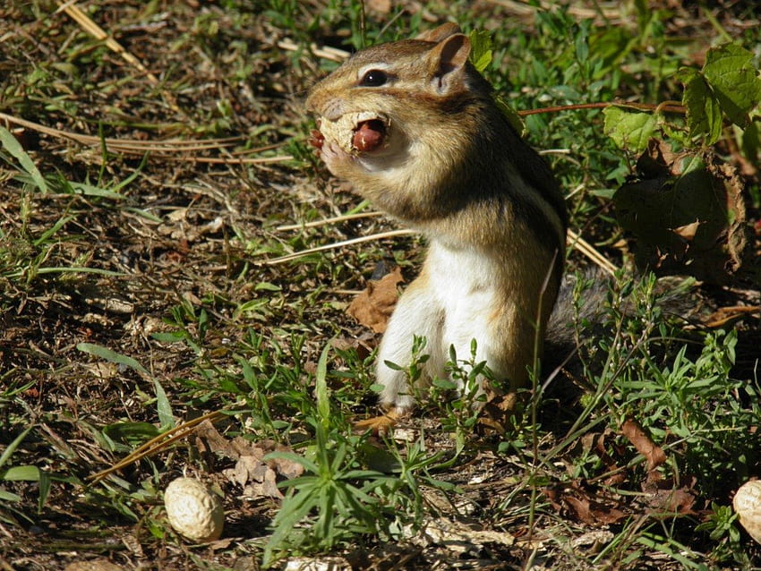 eating again?, brown, chipmunk, rodent, foilage HD wallpaper