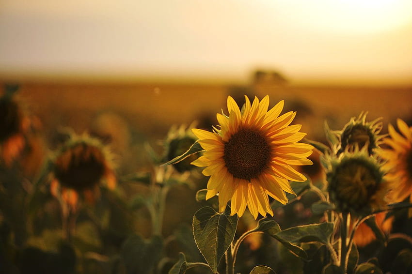 ประโยชน์ของน้ำมันดอกทานตะวันสำหรับผมและผิวหนัง: (helianthus annuus) - Aeolis Skin Care, Vintage Sunflower Sunset วอลล์เปเปอร์ HD