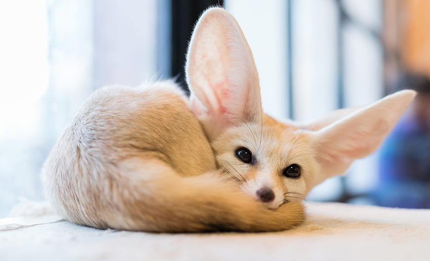 Animal Fennec Fox . Домашняя лиса, Сумасшедшие животные HD wallpaper