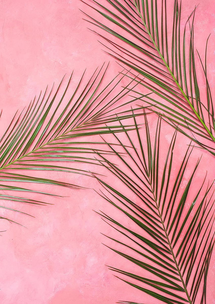 IMPRESSÃO DAS FOLHAS DE FERN: Verde na arte da folha rosa. Preppy, iphone rosa, arte de folha Papel de parede de celular HD