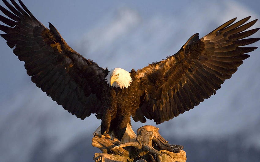 WE563: Weißkopfseeadler, ehrfürchtiger Weißkopfseeadler-Hintergrund, gebürtiger amerikanischer Adler HD-Hintergrundbild