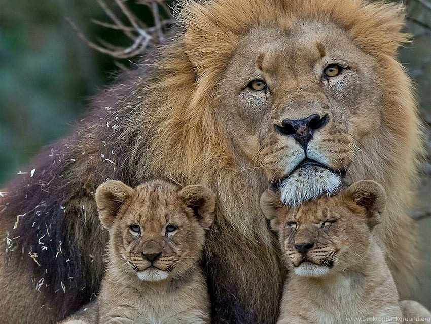 Lion Family Cute Animal Background HD wallpaper