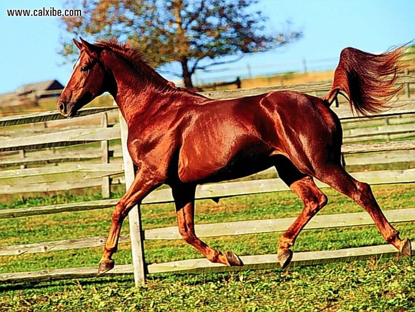 明るい栗色の馬、晴れ、馬、草、動物 高画質の壁紙