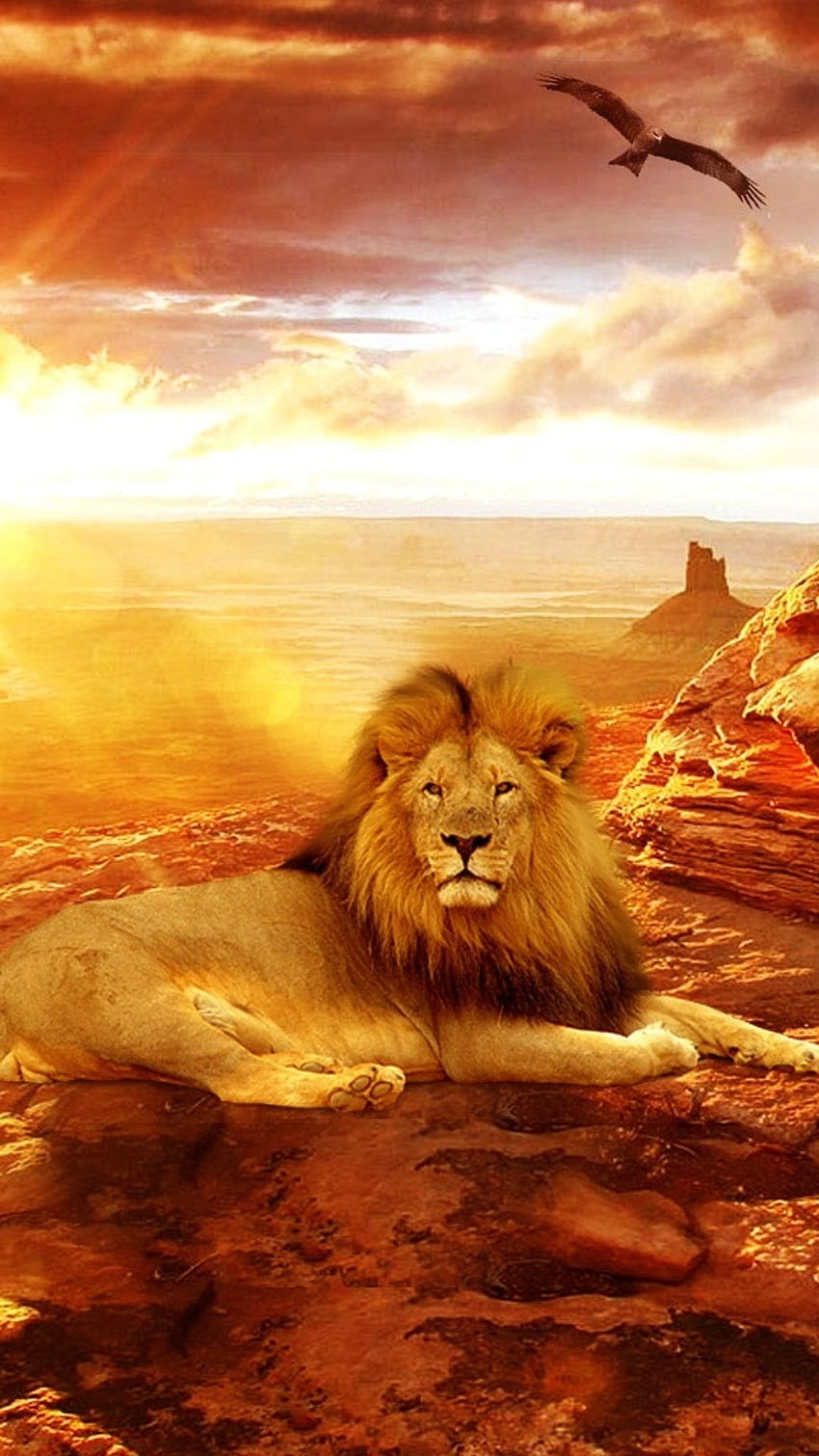 Danger Lion, Desert Lion HD phone wallpaper | Pxfuel