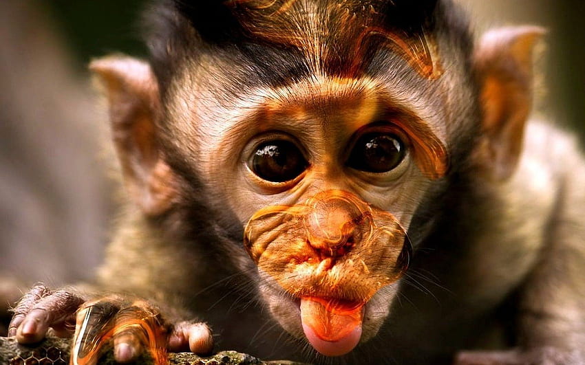 Śmieszna Małpa (), Niesamowita Małpa Tapeta HD
