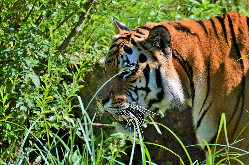 สัตว์ ปากกระบอกปืน นักล่า แมวตัวใหญ่ เสือโคร่ง วอลล์เปเปอร์ HD