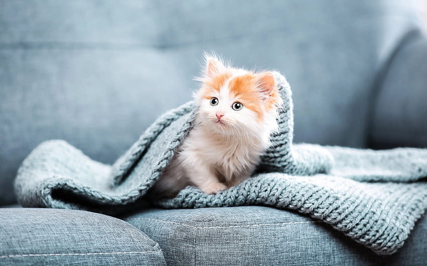 petit chaton roux, animaux mignons, animaux de compagnie, chaton, petit chat roux, chaton sous la couverture, chaton roux blanc Fond d'écran HD