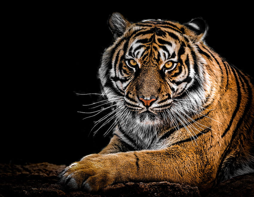Best Tiger · 100% s, Tiger HD wallpaper