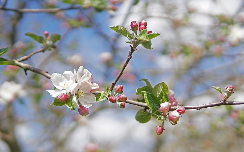 Apple Blossoms, ramo, mela, primavera, fiori Sfondo HD