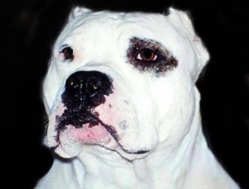 American Pitbull, Hunde, Tiere HD-Hintergrundbild