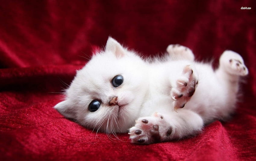 Beautiful White Cat, Feelings, Delicate, White, Love, Smile, Beautiful, Sad, Pussy, Girly, Pretty, Softness, Life, , Cat, Face, Animal, Glamour HD wallpaper