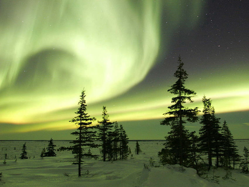 Природа, Дървета, Небе, Нощ, Северно сияние, Aurora Borealis HD тапет