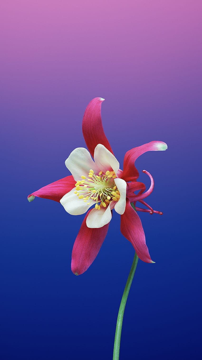 iOS 11 domyślnie Flower AQUILEGIA dla iPhone'a 6 Tapeta na telefon HD