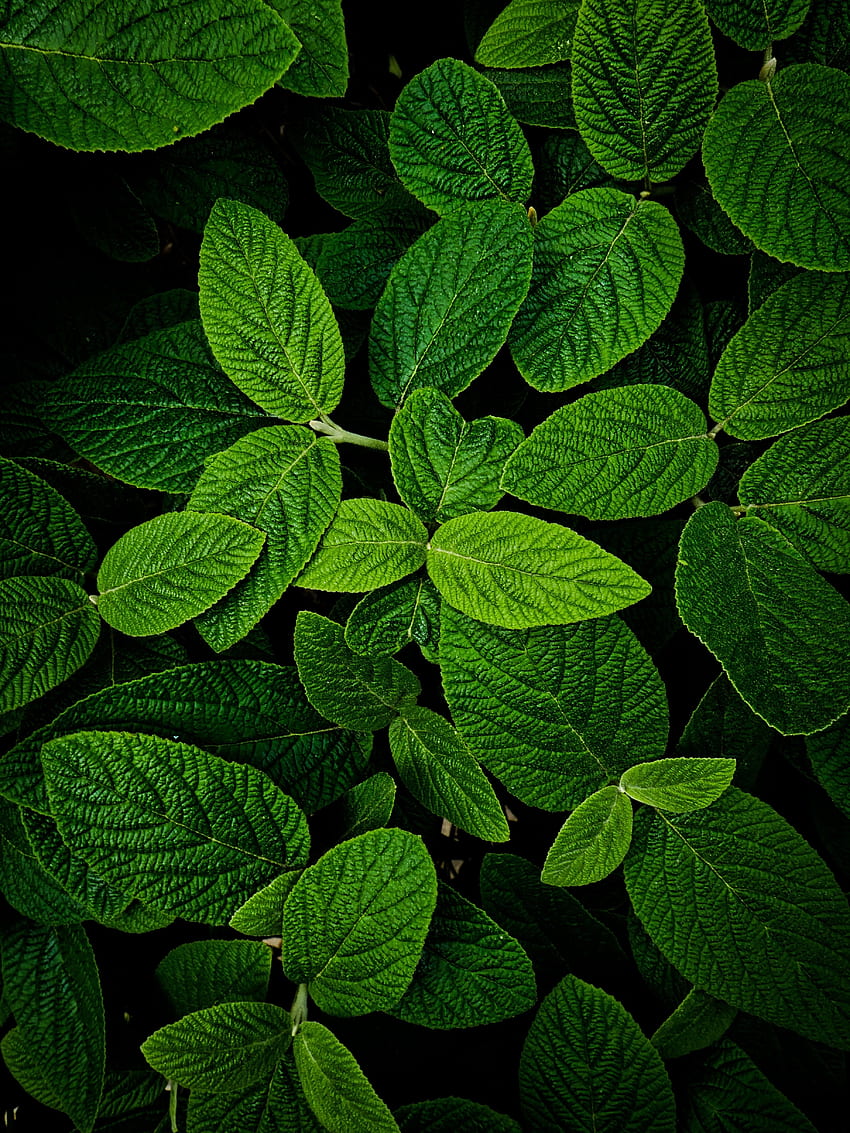 Folhas, macro, brilhantes e verdes Papel de parede de celular HD