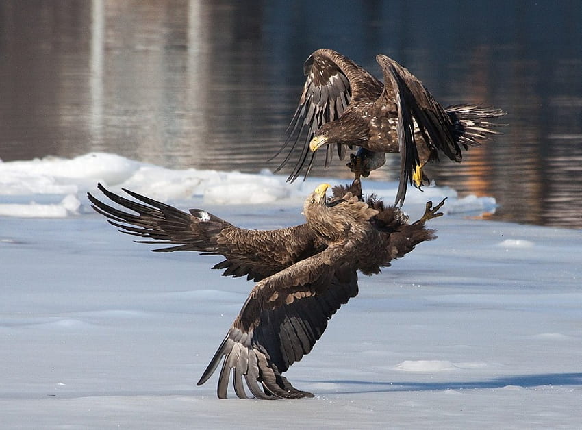 battle, nature, birds, eagles HD wallpaper
