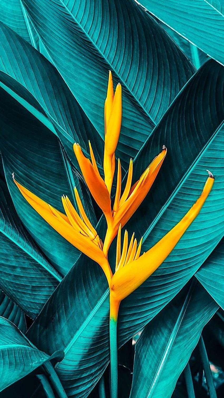 IPhone and Android : Tropical Plant, Tropical Plants HD phone wallpaper |  Pxfuel