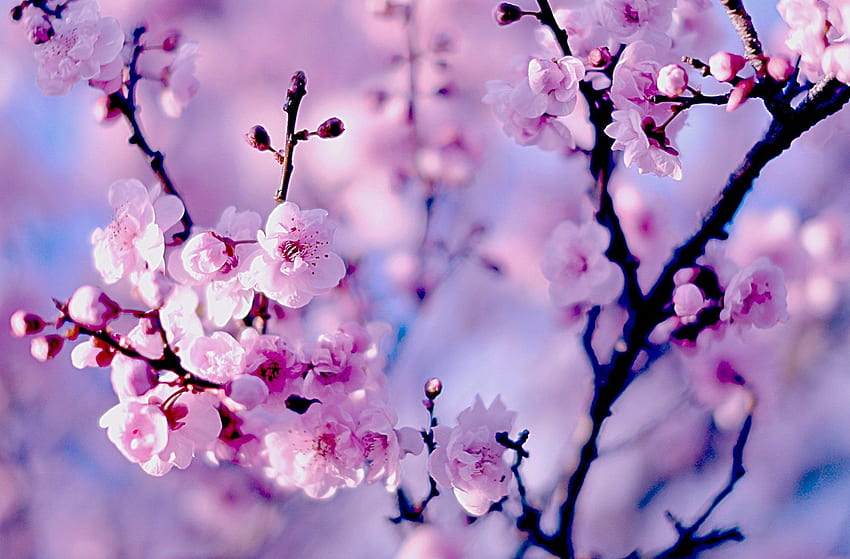 Cherry Blossom за , Тъмен черешов цвят HD тапет