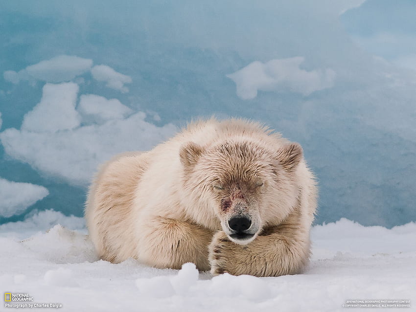 Orso polare, animale, fauna selvatica, orso, polare, artico Sfondo HD