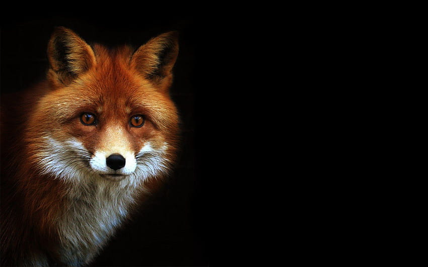 Red Fox, Fox Art HD wallpaper