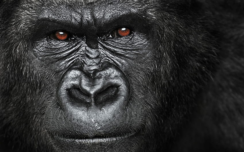 Gorilla Quotes. QuotesGram. Animal Makeup. Silverback gorilla HD wallpaper
