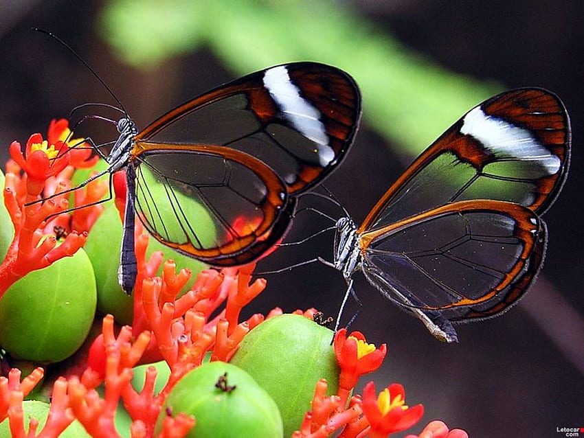Flight and fruit, butterflies, two glasswings, pair, fruit, flowers HD wallpaper